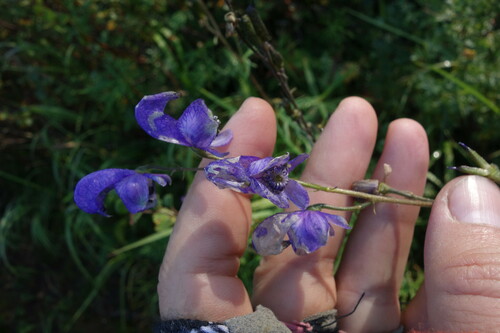 Image of Aconitum baicalense by (c) Aleksei Baushev, some rights reserved (CC BY)