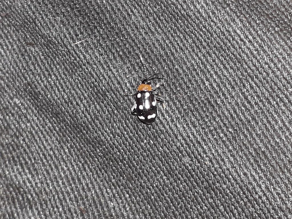 Phenrica littoralis