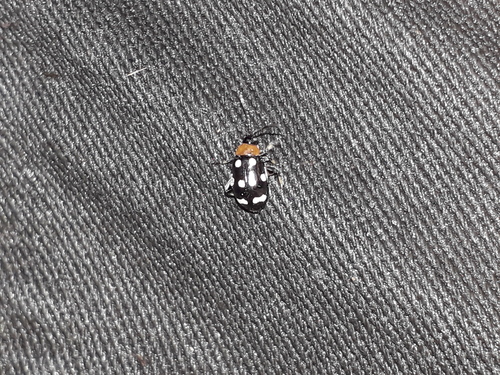 Phenrica littoralis