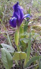 Iris furcata