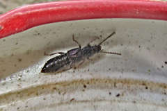 Coprophilus striatulus