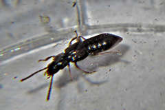 Coprophilus striatulus