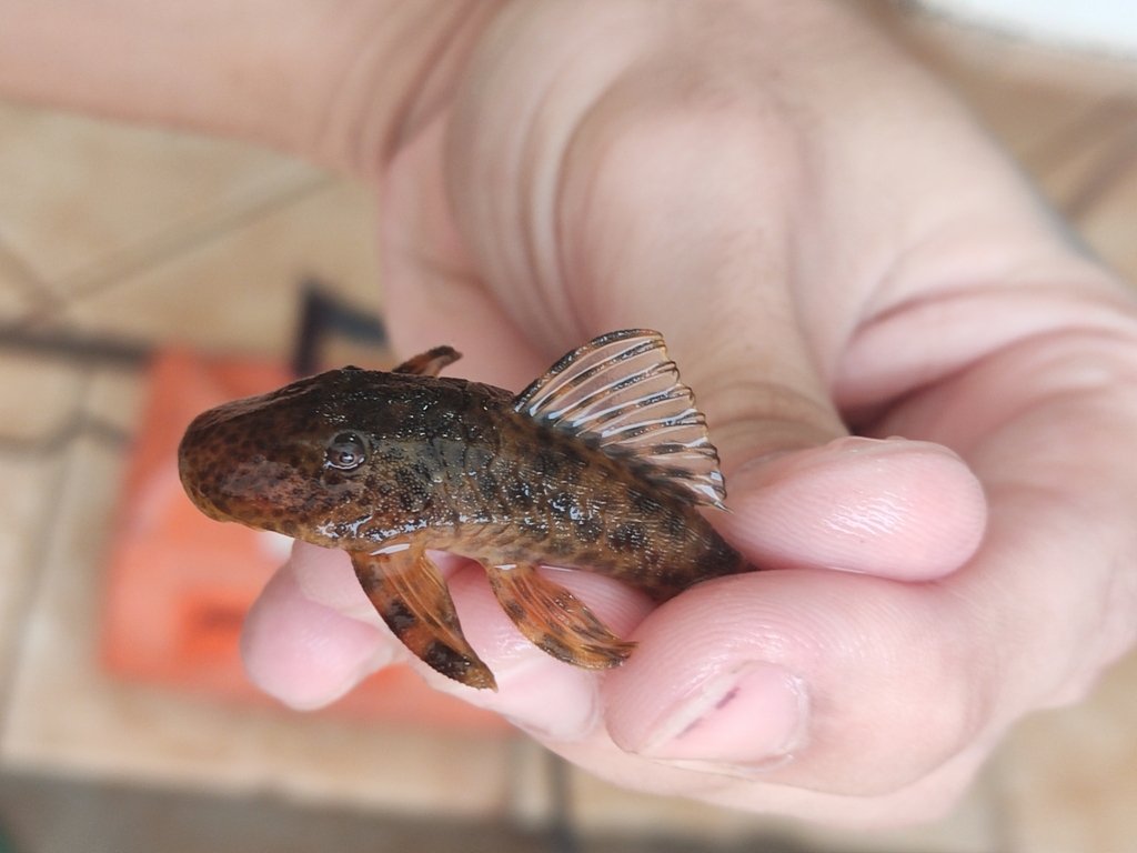 Hypostomus nigromaculatus