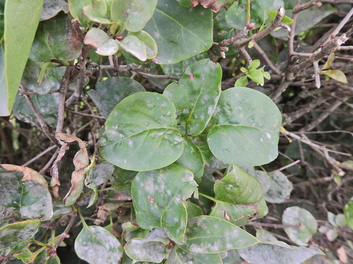 Syringa vulgaris
