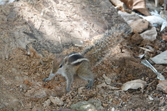 Funambulus palmarum