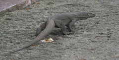 Varanus bengalensis