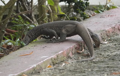 Varanus bengalensis