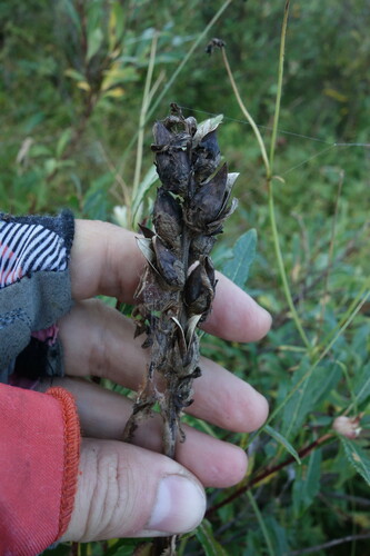 Pedicularis tristis, photograph 1