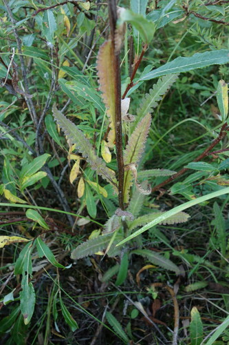 Pedicularis tristis, photograph 2