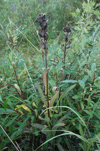 Pedicularis tristis, photograph 3