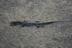 Varanus salvator salvator