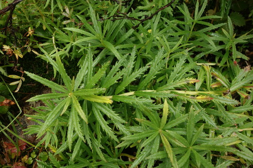 Krylov's roseroot (Rhodiola stephani)