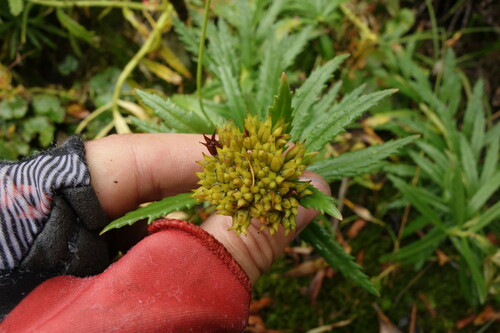 Image of Rhodiola stephani by (c) Aleksei Baushev, some rights reserved (CC BY)