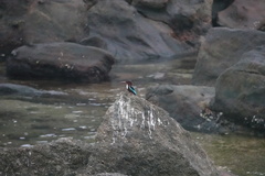 Halcyon smyrnensis