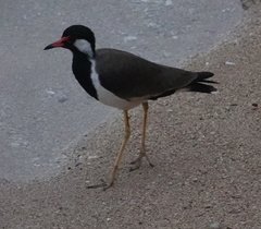 Vanellus indicus