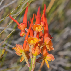 Disa porrecta