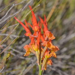 Disa porrecta