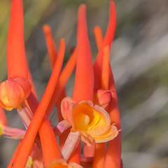 Disa porrecta