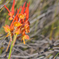 Disa porrecta