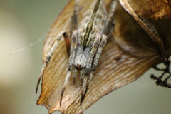 Eustala illicita