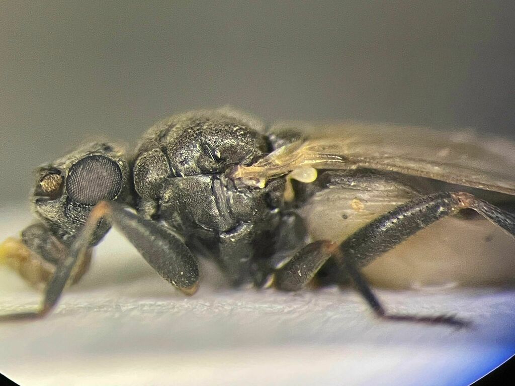 Mesosphaerocera