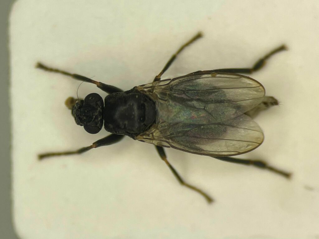 Mesosphaerocera annulicornis