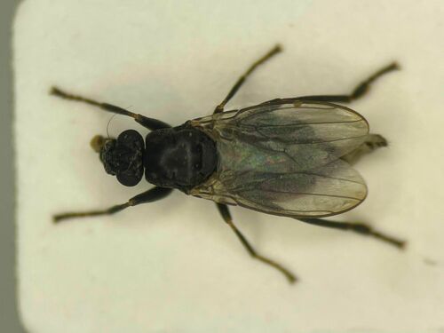 Mesosphaerocera annulicornis