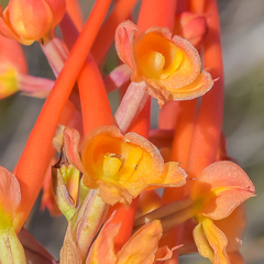 Disa porrecta