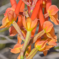 Disa porrecta