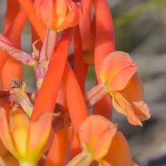 Disa porrecta