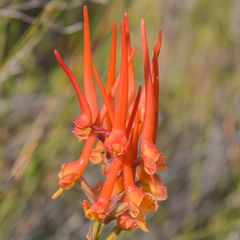 Disa porrecta