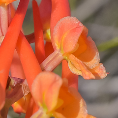 Disa porrecta