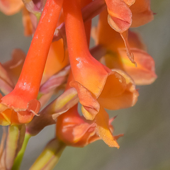 Disa porrecta