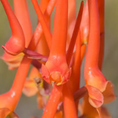 Disa porrecta