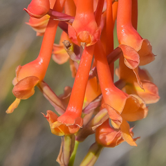 Disa porrecta