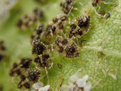 Eastern Sycamore Lace Bug, photo 6 of 8