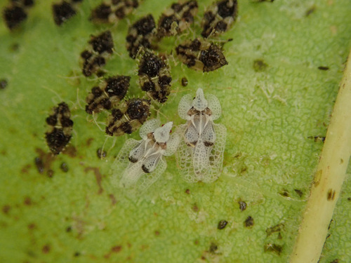 Eastern Sycamore Lace Bug, photo 2 of 8