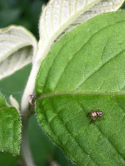 Paraphidippus