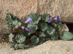Phacelia campanularia vasiformis