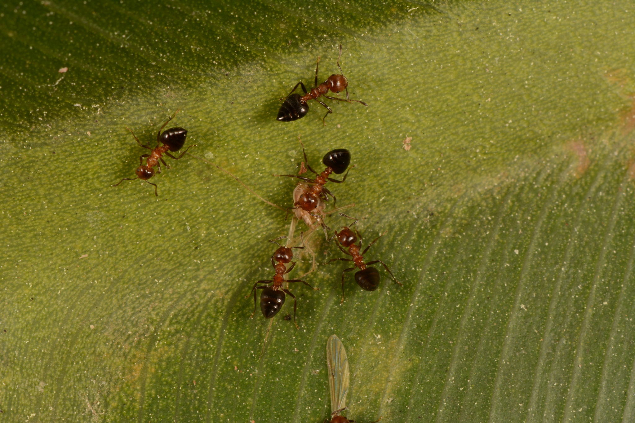 Crematogaster corticicola