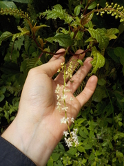 Ledenbergia peruviana