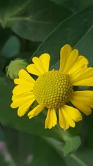 Helenium autumnale