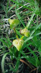 Androstephium coeruleum