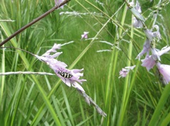 Dierama erectum