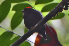 Chiroxiphia pareola