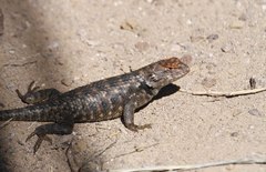 Sceloporus bimaculosus