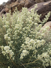 Lepidium fremontii