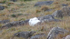Lepus arcticus