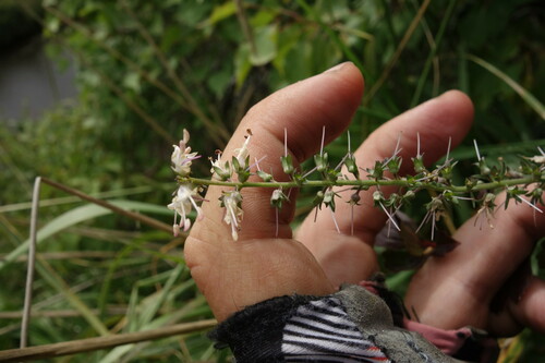 Image of Veronica daurica by (c) Aleksei Baushev, some rights reserved (CC BY)