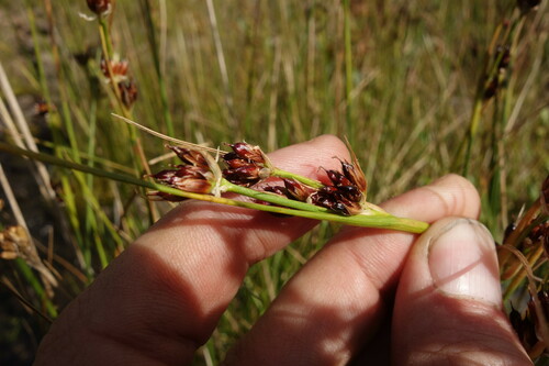 Image of Juncus castaneus by (c) Aleksei Baushev, some rights reserved (CC BY)